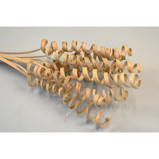 Cane spring natur