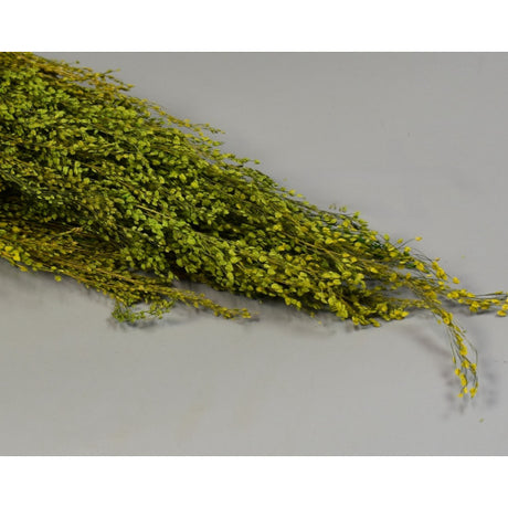 Star Grass verde deschis