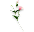 imagine produs Fir liziantus H:48cm S/12 roz