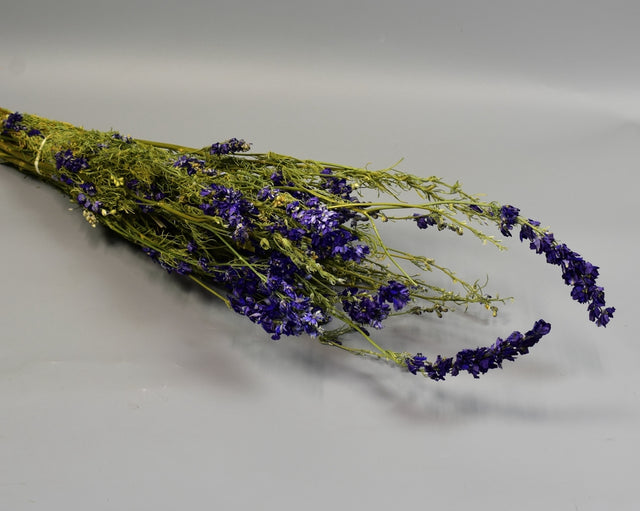 Delphinium albastru natur