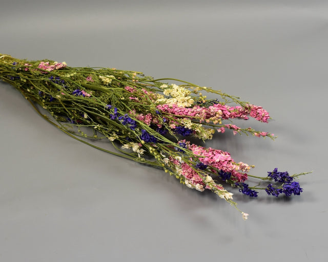 Delphinium amestec natur