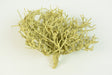 Image for Radacina cerata crem