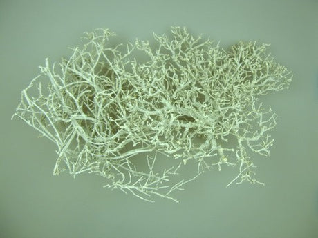 Image for Radacina cu chiciura
