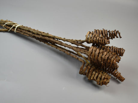 Image for Tail Cone natur
