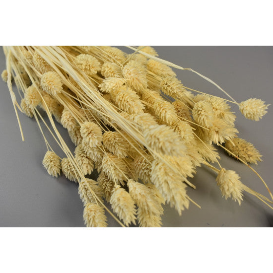 Tallaris 100gr inalbit