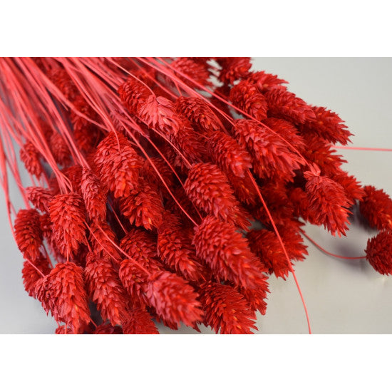 Tallaris 100gr inalbit rosu