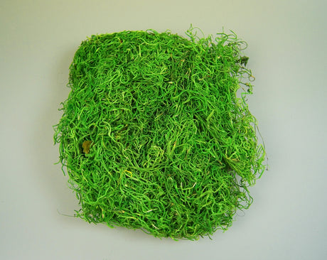 Image for Tillandsia verde muschi