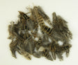 Image for Pene fazan 7gr. natur