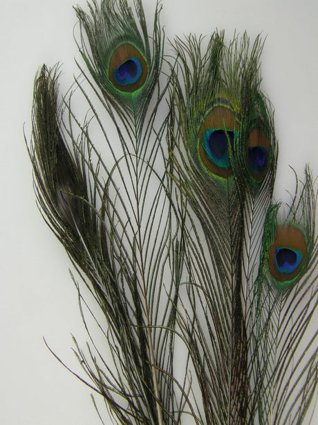 Image for Pene paun 100cm