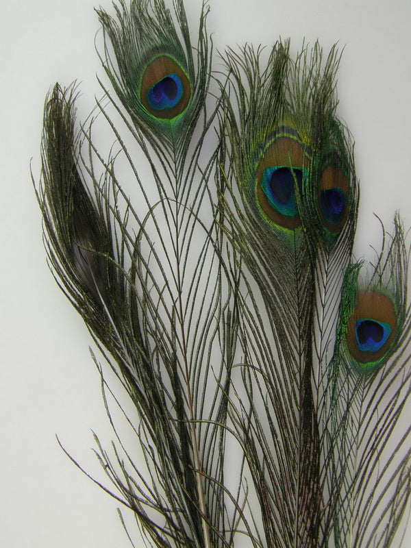 Image for Pene paun 100cm
