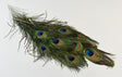 Image for Pene paun 25-30cm