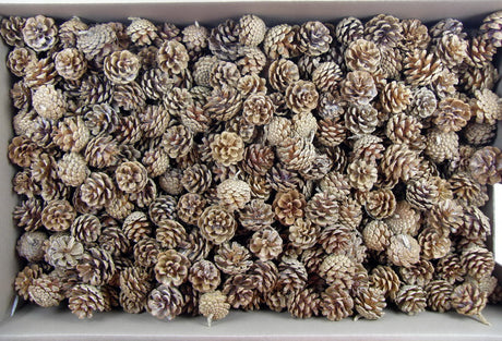 Image for Conuri de jneapan 3kg crem
