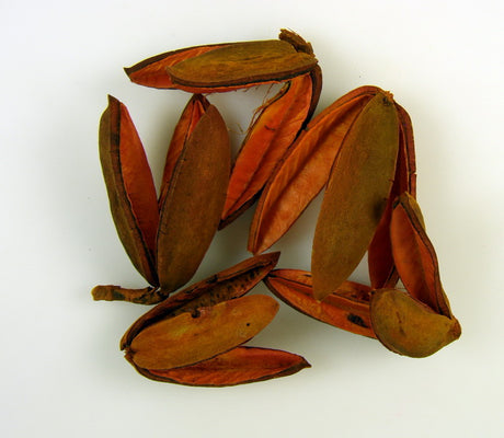 Image for Tridente portocaliu