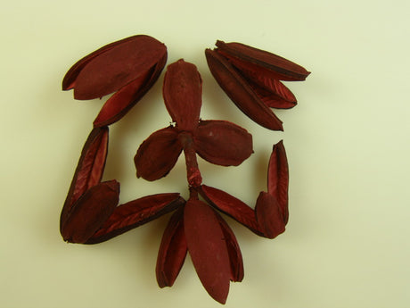 Image for Tridente rosu