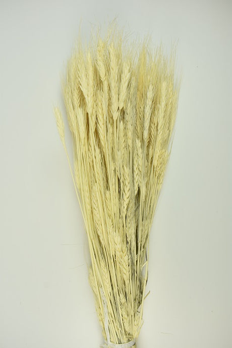 Image for Grau inalbit