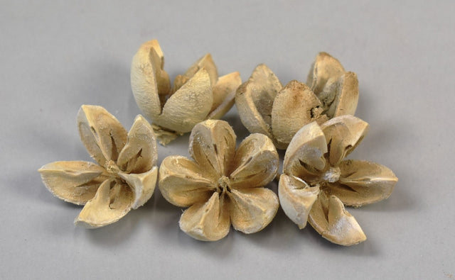 imagine produs Roade lalea inalbit