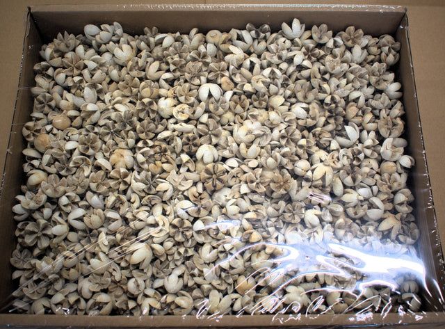 Image for Roade lalea inalbit