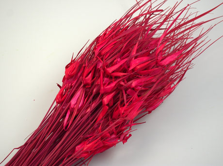 Image for Iarba de lalele rosu