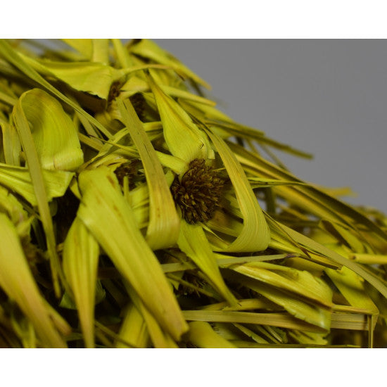 Iarba de lalele verde deschis