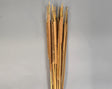 Image for Typha India natur
