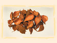 Image for Tutun salbatic portocaliu