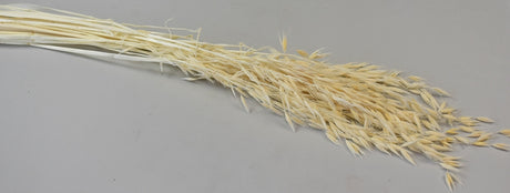 Image for Ovaz salbatic inalbit