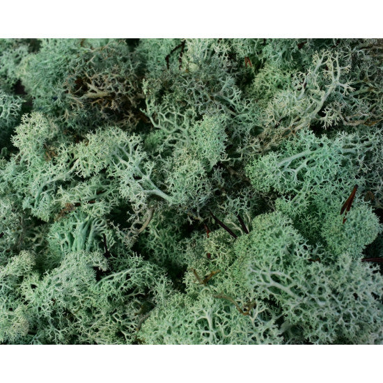 Muschi Islanda verde brumat