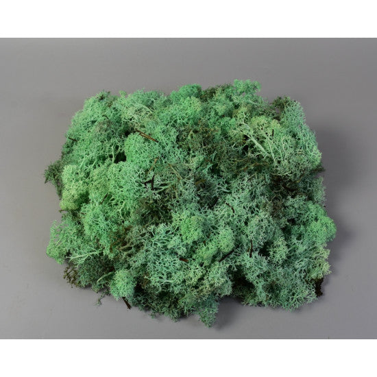 Muschi Islanda verde brumat