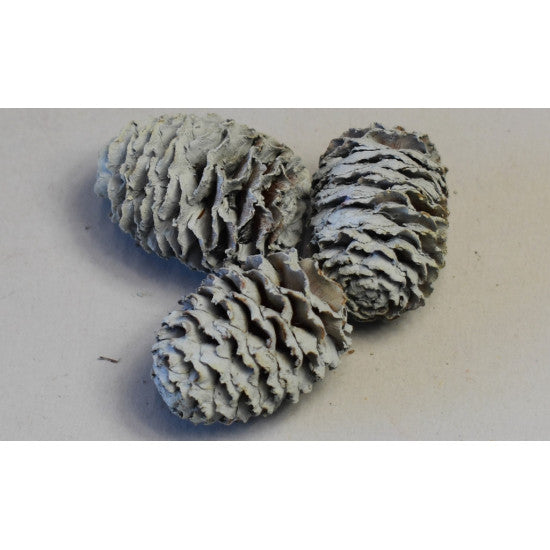 Meridianum vopsit albastru deschis