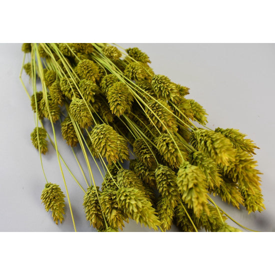 Tallaris 100g verde deschis