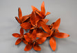 Image for Wild lily portocaliu