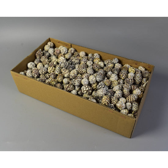 Salignum vopsit 1.2kg alb