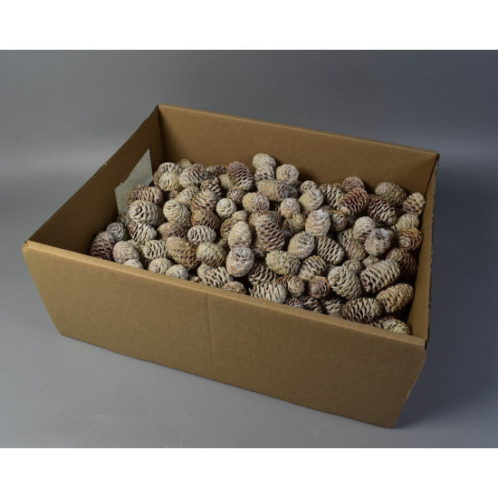 Sabulosum 2.7kg vopsit alb
