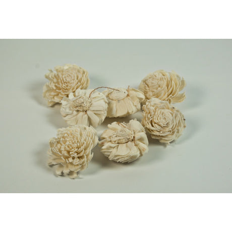 Capete anemone ming 6cm natur 200buc/pachet