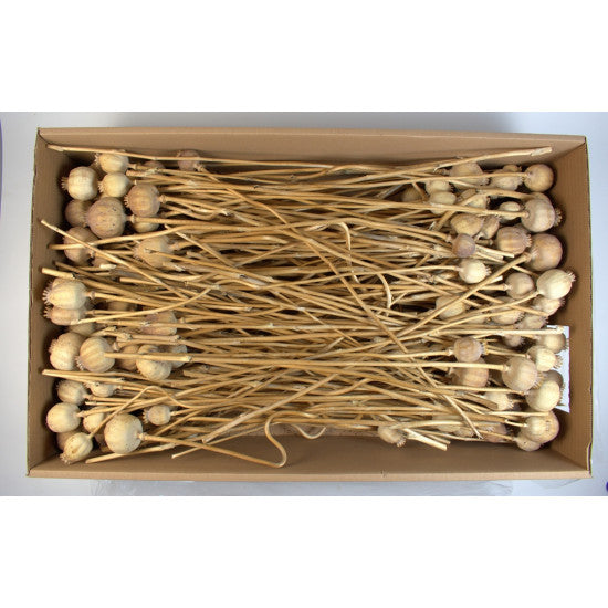 Mac mijlociu ZENO natur 1,5kg