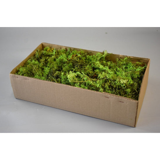 Muschi islanda (coral) verde deschis