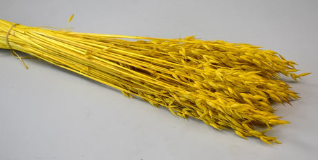 Image for Ovaz 150gr inalbit galben