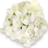 Capete hortensie 15cm S/12 crem