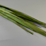 Frunza palmier lung verde deschis