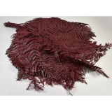 Frunze feriga uriase bordeaux