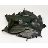 Frunze de magnolie prep. verde deschis