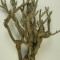 Curry bush 30-45cm natúr