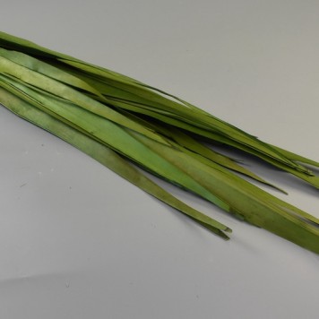 Frunza palmier lung verde deschis