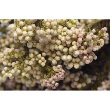 Floare de orez prep.roz