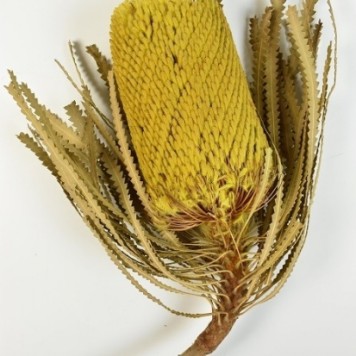 Banksia hookerana galben