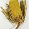 Banksia hookerana galben