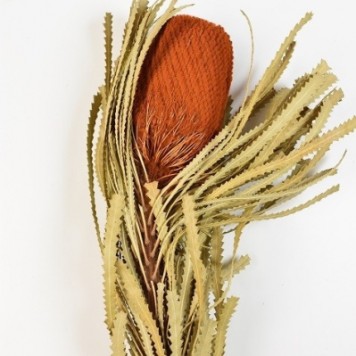 Banksia hookerana portocaliu