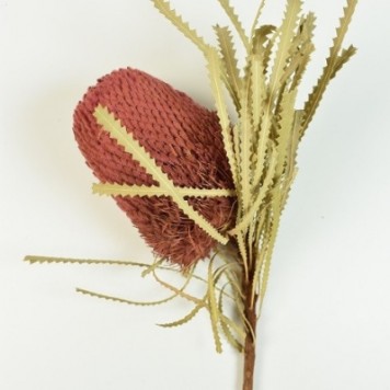 Banksia hookerana roz