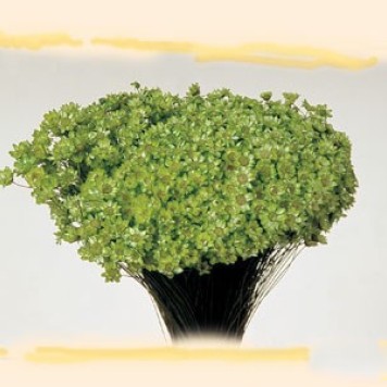 Glixia 50g verde deschis