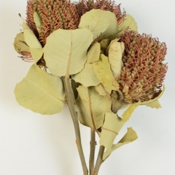 Banksia hookerana natur